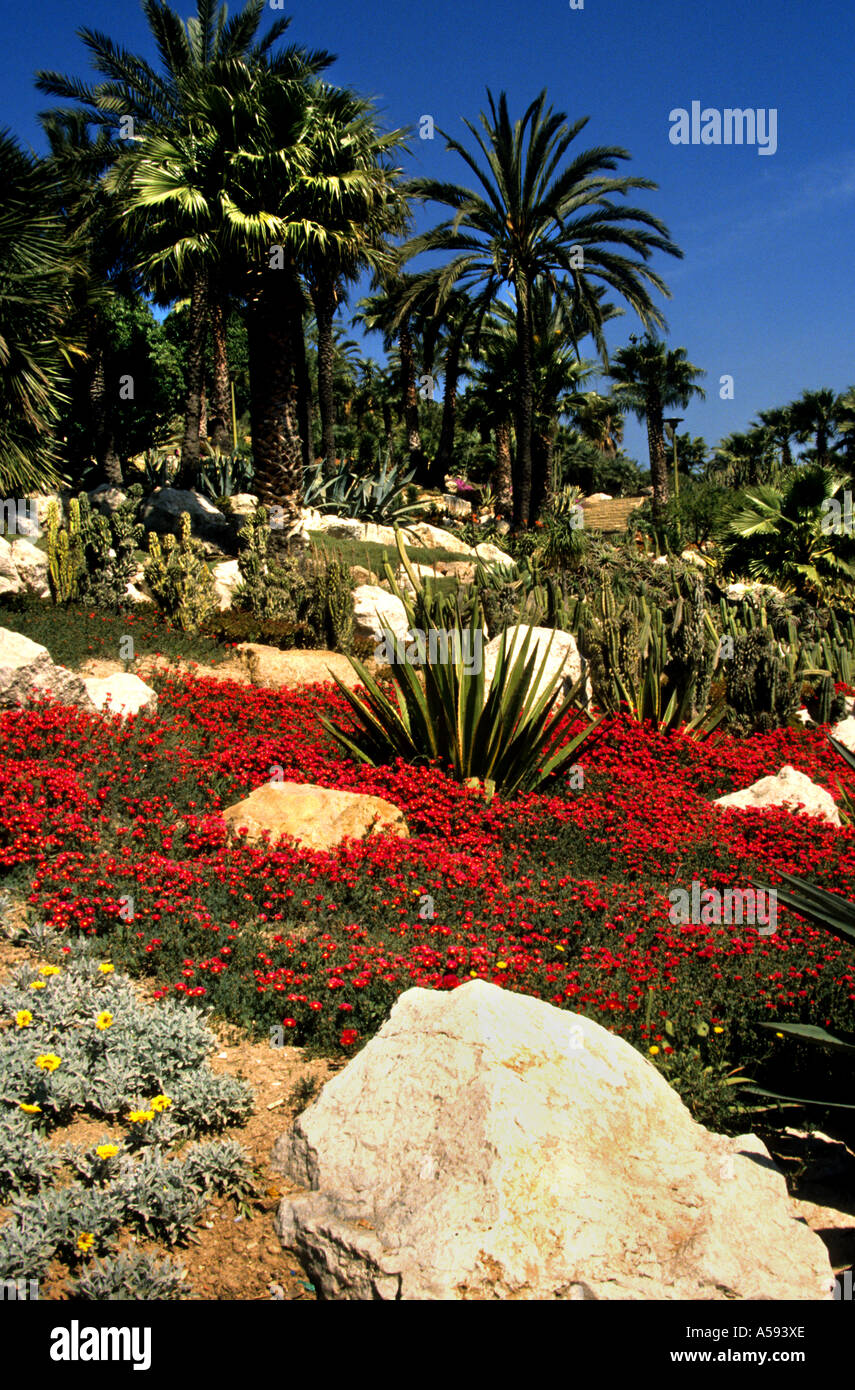 Barcelona Spanien Palm Felsen Cactus Flower Blumen rot Stockfoto