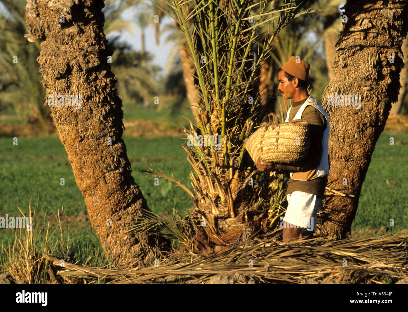 Ägypten-ägyptische farm Plantage Reisfeld Nil Stockfoto