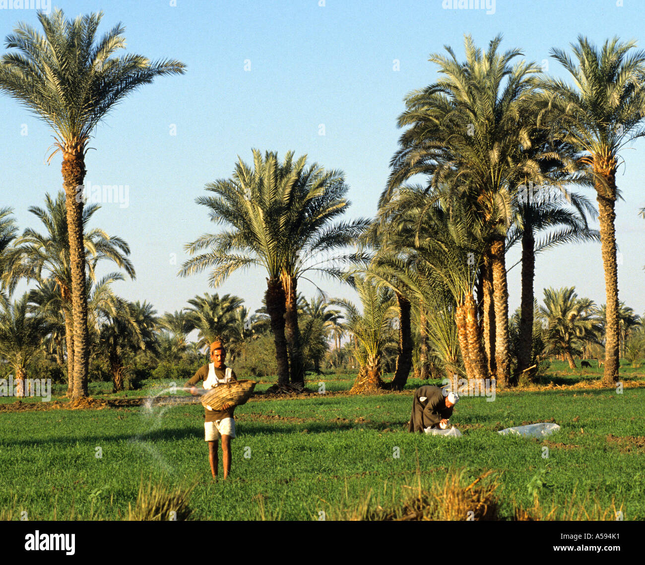 Ägypten-ägyptische farm Plantage Reisfeld Nil Stockfoto