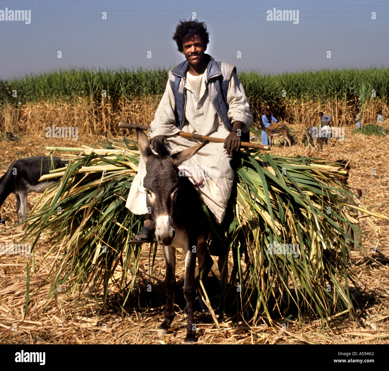 Nile River Ägypten Bauernhof Landwirt Landwirtschaft Feld Esel Zuckerrohr-Plantage Stockfoto