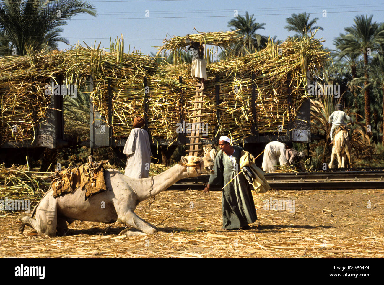 Nile River Ägypten Bauernhof Landwirt Landwirtschaft Feld Kamel trainieren Zuckerrohr-Plantage Stockfoto