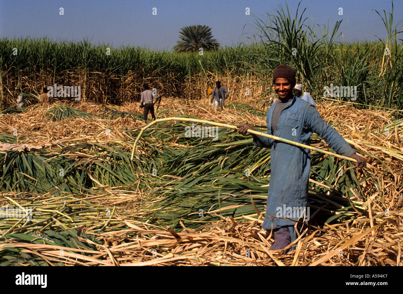 Ägypten-ägyptische Hof-Zuckerrohr-Plantage Stockfoto