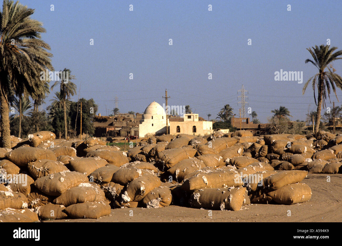Baumwolle Ägypten ägyptische transportieren Stockfoto