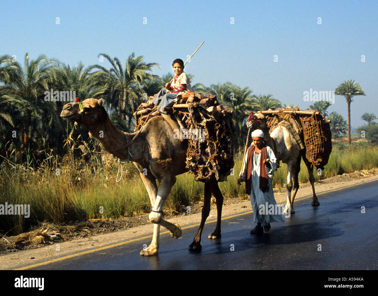 Vater des jungen Ägypten ägyptische Bauernhof Kamel Zuckerrohrplantage Stockfoto
