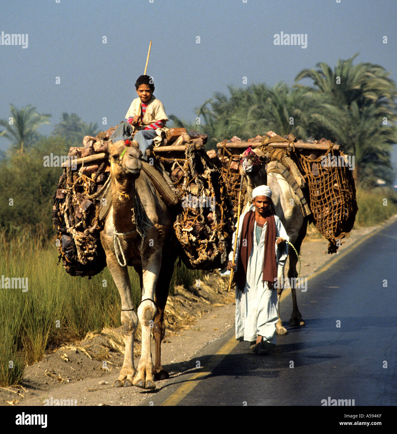 Ägypten-Kamele-Kamel Dromedar Vater Sohn junge Mann Stockfoto