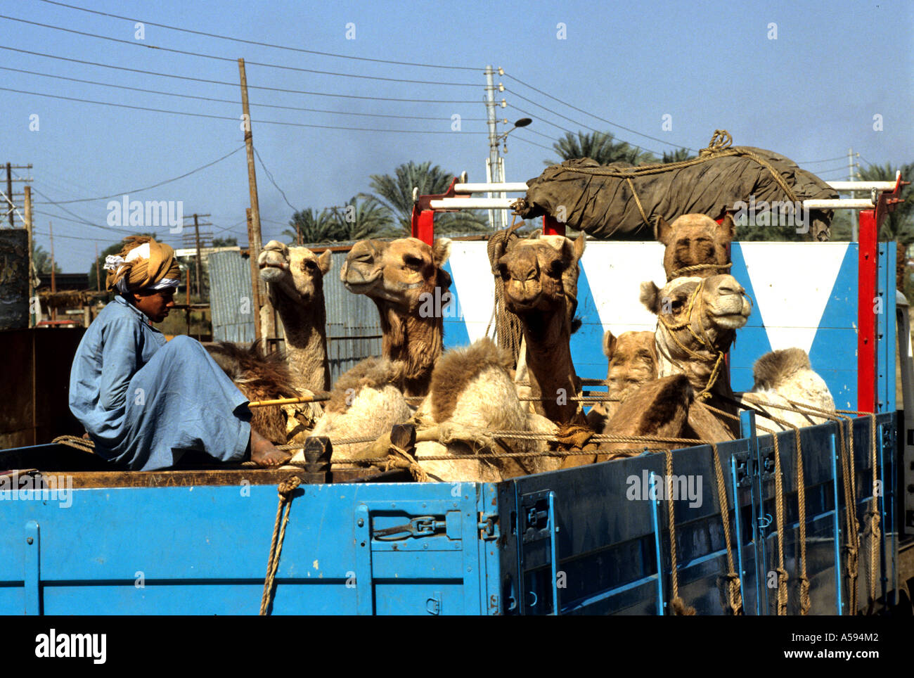 Ägypten Dromedar Kamel Kamele transportieren LKW Camelus dromedarius Stockfoto