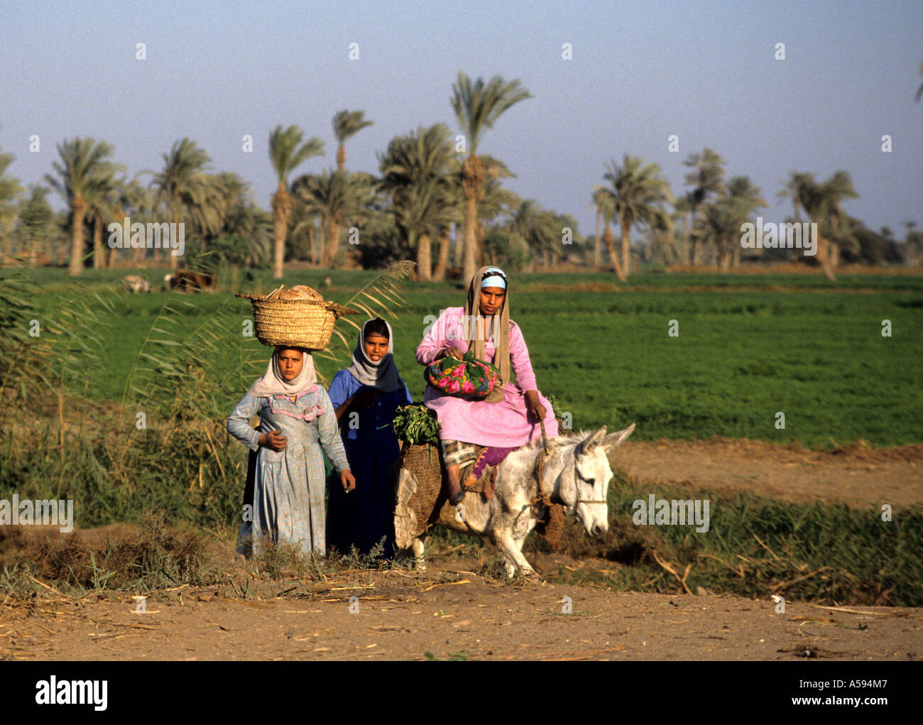 Ägypten-Esel Mädchen Mädchen Frau Teenager Teenager Stockfoto