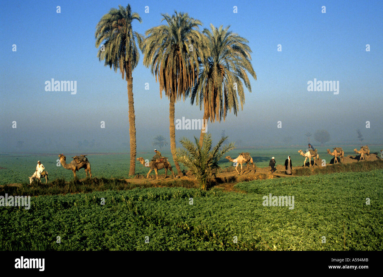 Fayoum Oase ist Ägyptens größte Oase Kamel-Karawane Kamele Dromedar Stockfoto
