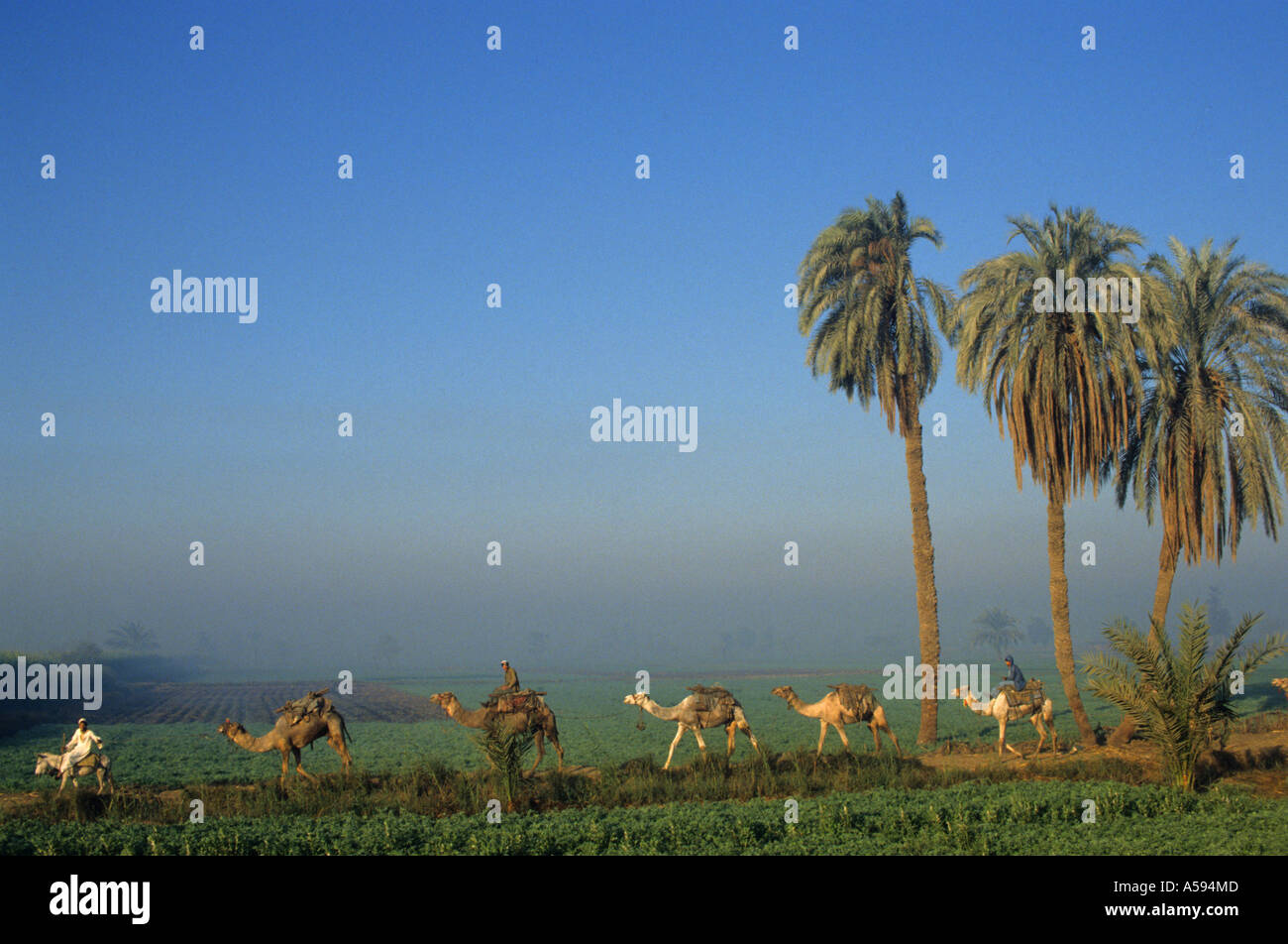 Fayoum Oase ist Ägyptens größte Oase Kamel-Karawane Kamele Dromedar Stockfoto