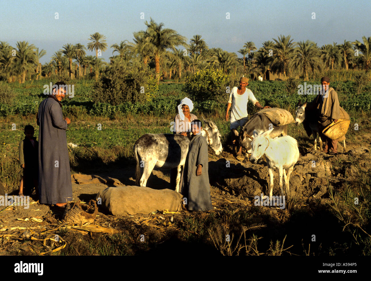 Fayoum Oase ist Ägyptens größte Oase Esel Stockfoto