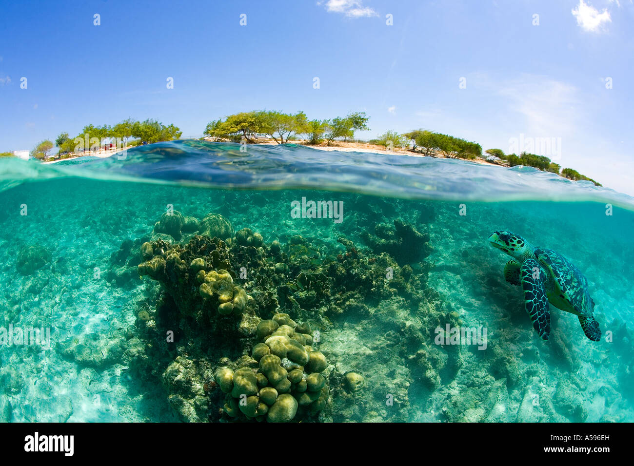 Eine grüne Meeresschildkröte schwimmt in der Nähe der Küste auf der Insel Bonaire, Niederländische Antillen. Stockfoto