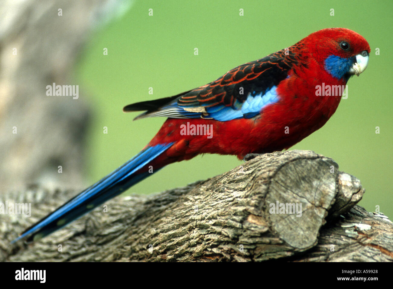 Pennantsittich in Australien Stockfoto
