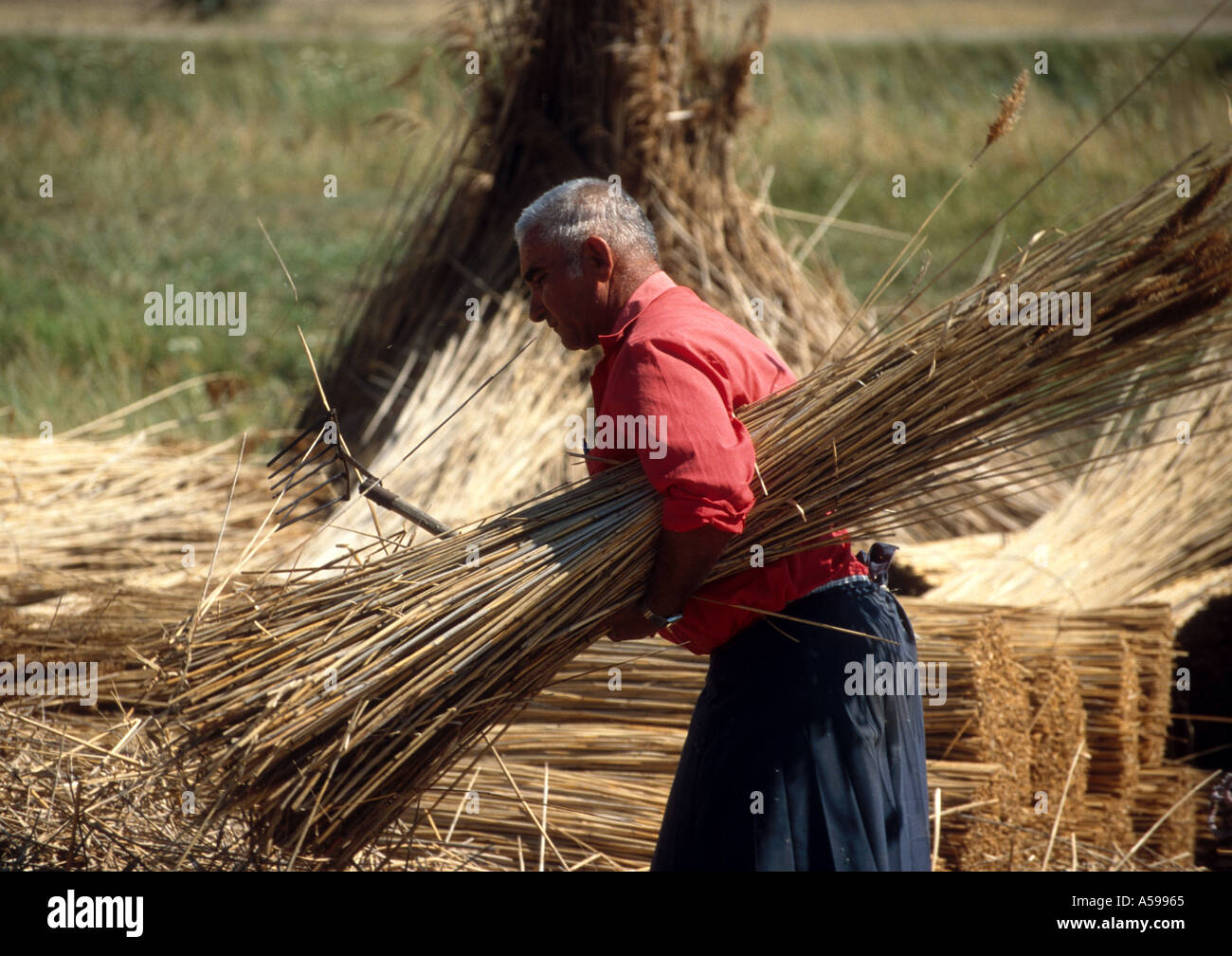 Ernte auf einem Weizenfeld in Ungarn Stockfoto