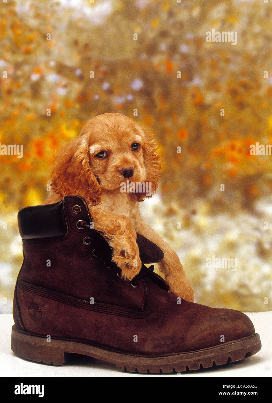 Welpe im Schuh Stockfoto