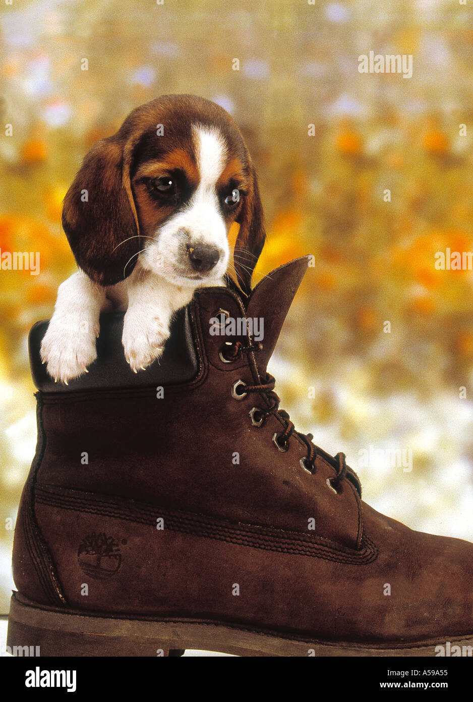 Welpe im Schuh Stockfoto