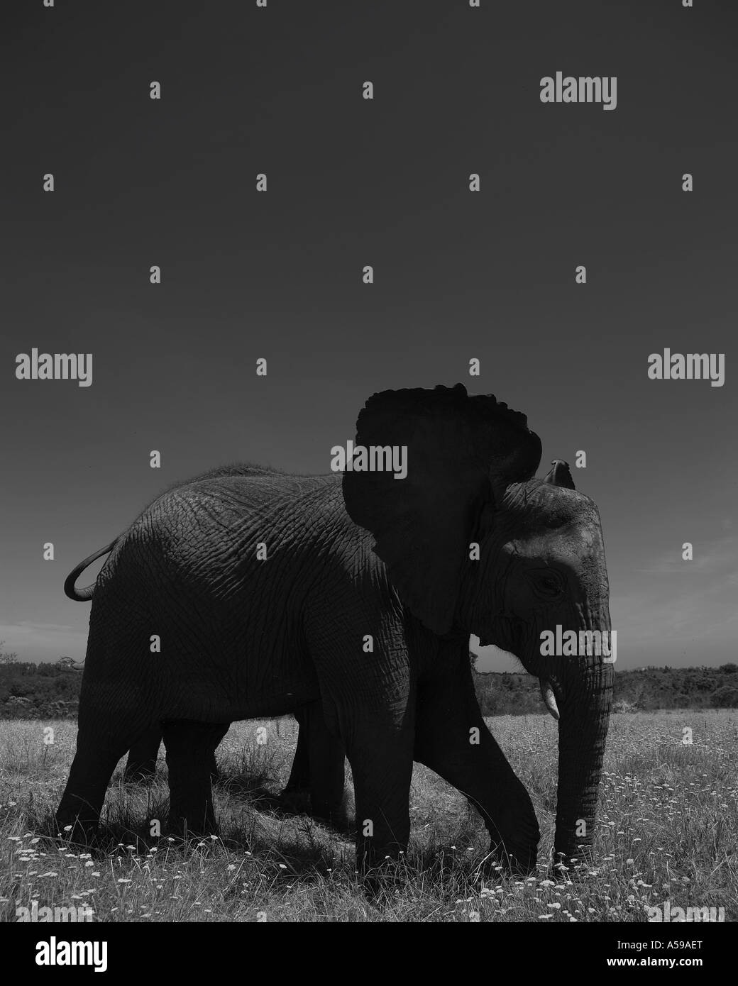 Elefant, schwarz / weiß Stockfoto