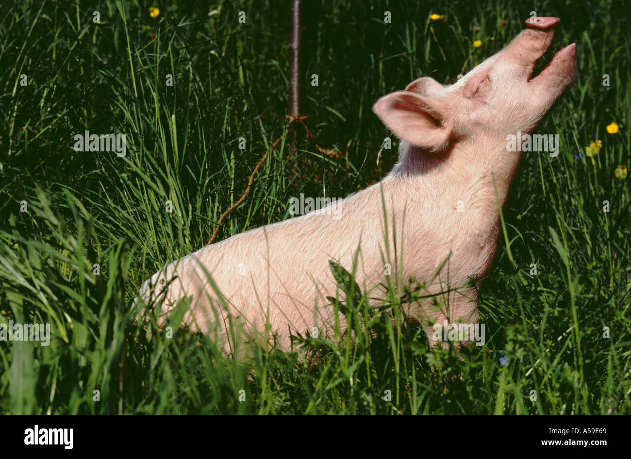 Junge Ferkel Schwein Tier Kreatur Kreaturen Säugetiere Säugetier Schwein Schweine Ferkel Ferkel im freien Animal Farm Stockfoto