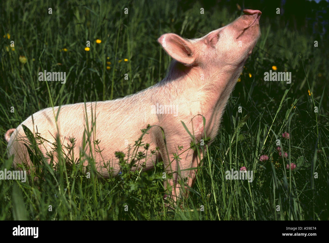 Junge Ferkel Schwein Tier Kreatur Kreaturen Säugetiere Säugetier Schwein Schweine Ferkel Ferkel im freien Animal Farm Stockfoto