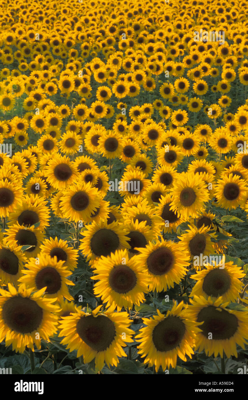 Meer von gelben Sonnenblumen in der Provence im Abendlicht Stockfoto