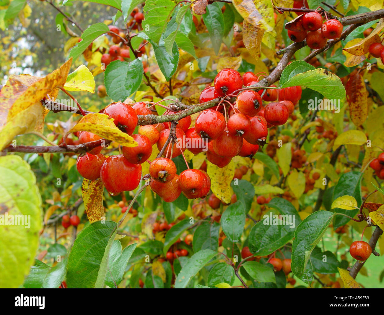 Malus Evereste Obst cluster Stockfoto