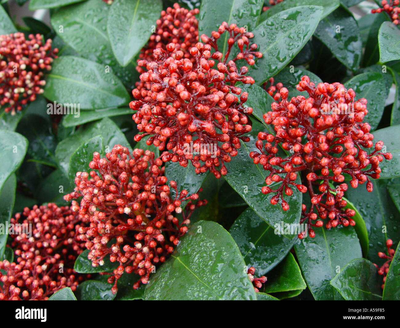 Skimmia Japonica Rubella Stockfoto