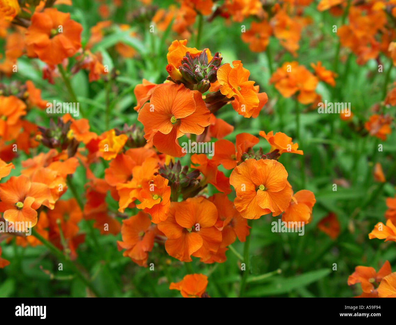 Wegrauke Apricot Twist Stockfoto