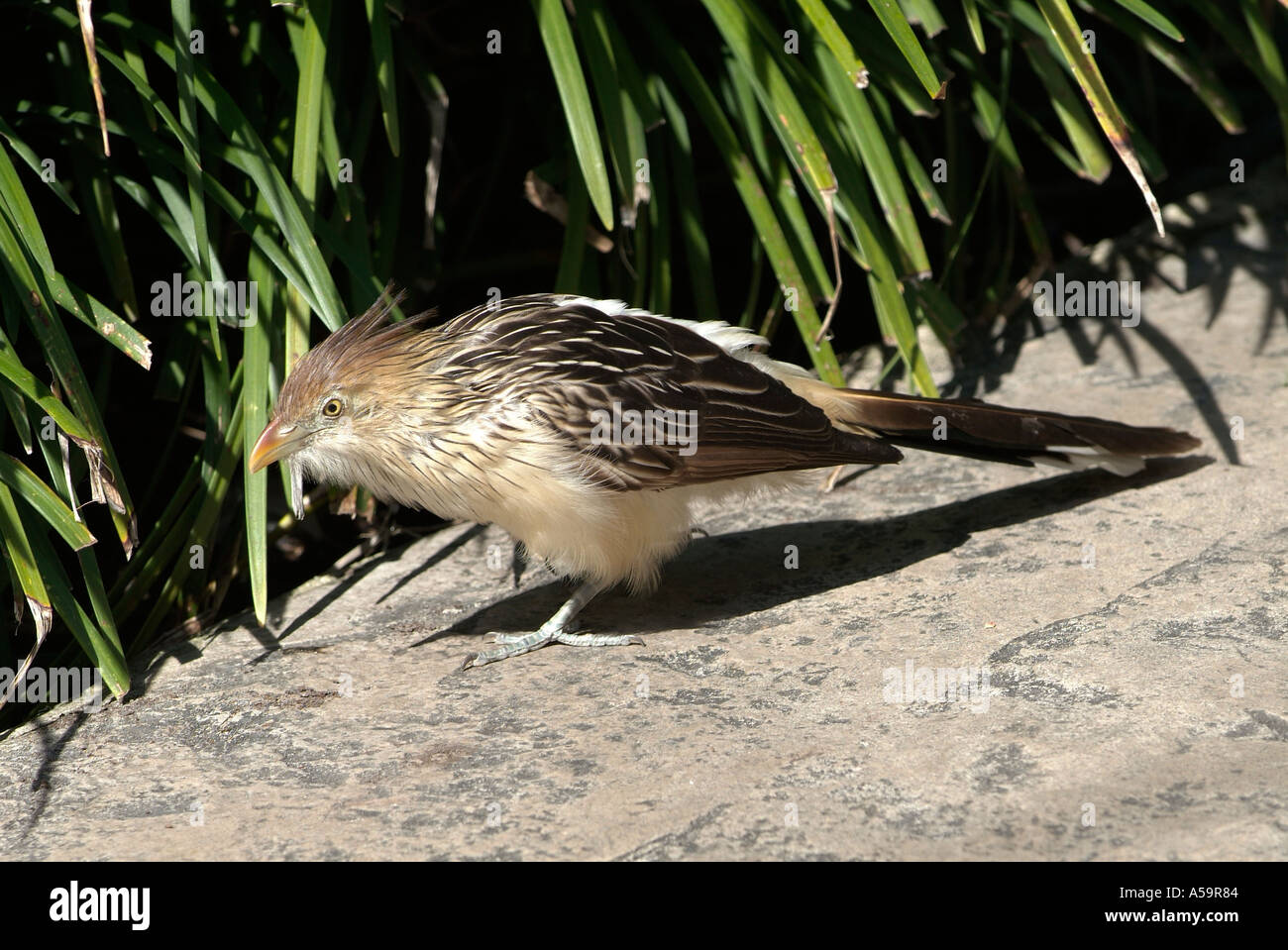 Florida-Vogel Stockfoto