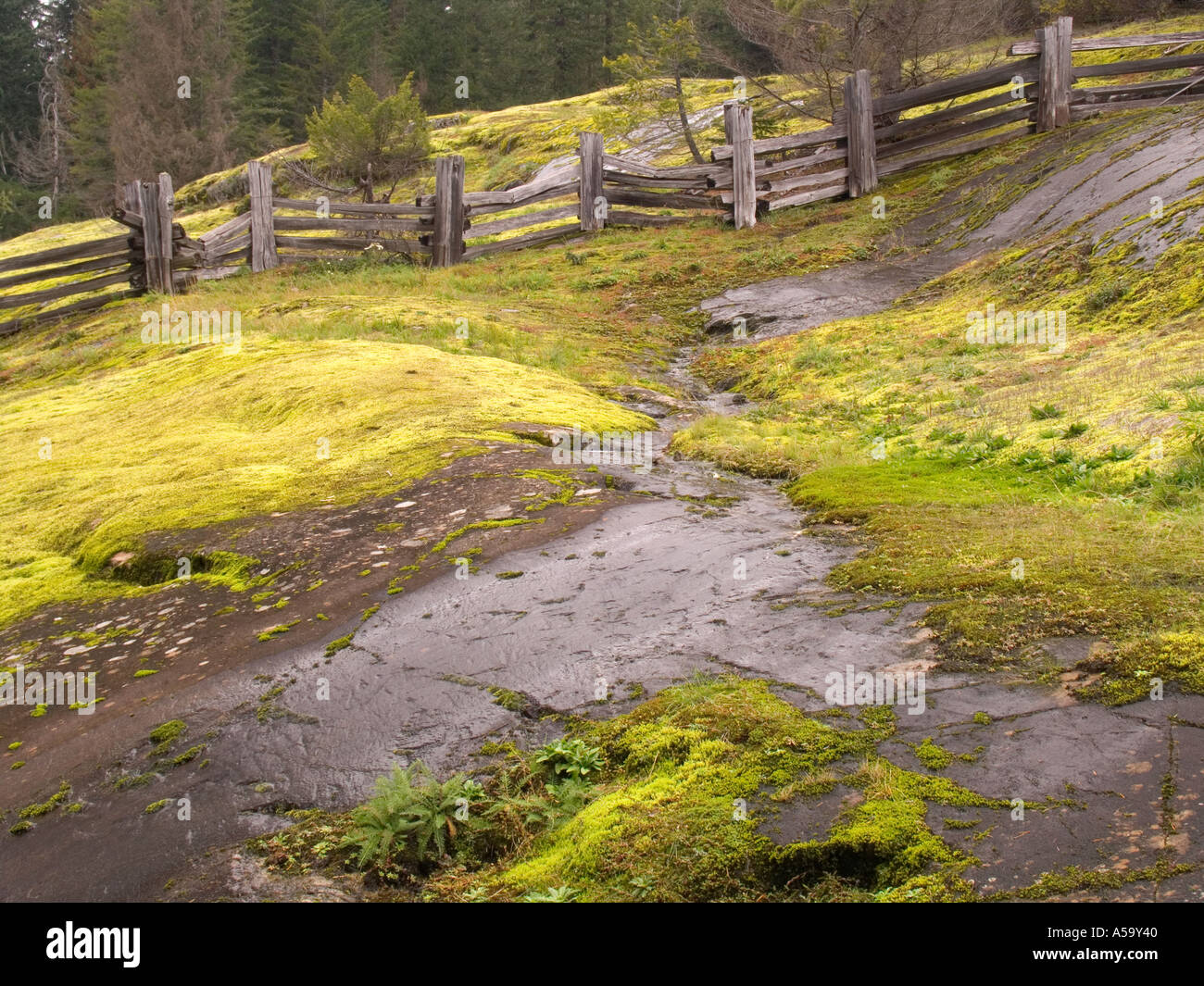 Moos bedeckten Felsen und Split Zaun Mount Ranier Nationalpark Washington USA Stockfoto