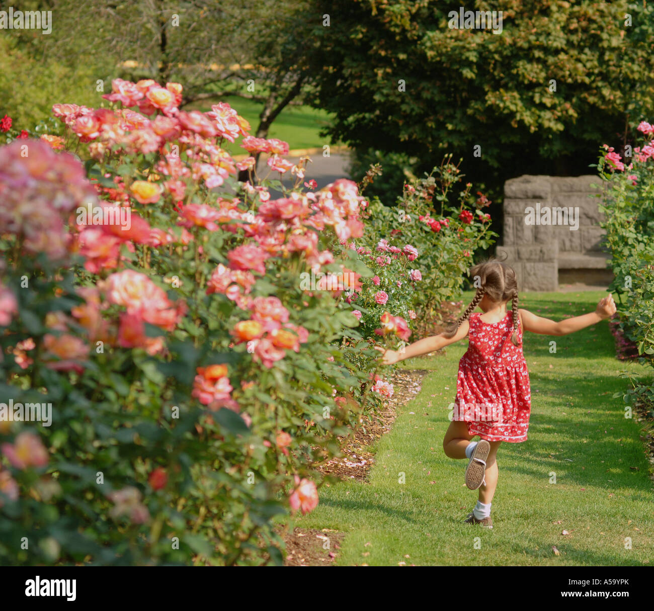 Mädchen läuft durch Rosengarten Stockfoto