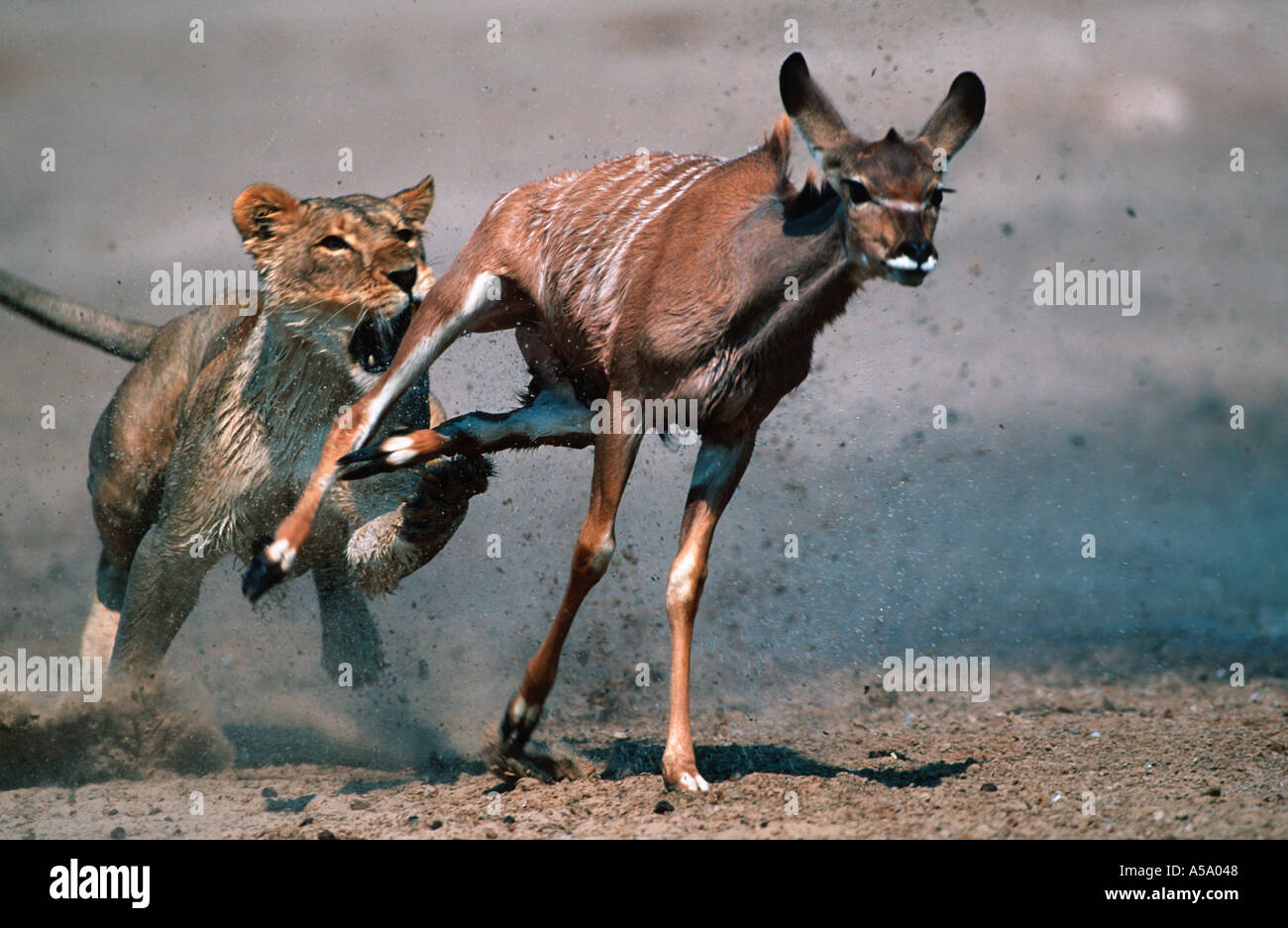 Löwe Panthera Leo Löwin Auslösung Jagd junge Kudu Etosha Nationalpark Namibia Verteilung Sub-Sahara-Afrika Stockfoto