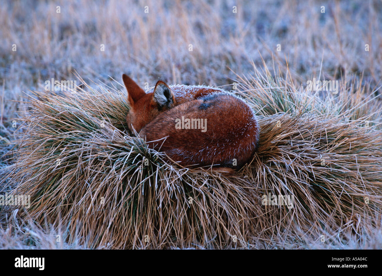 Äthiopischer Wolf Canis Simensis Schlafsack bis zum frühen Morgen bedeckt frost gefährdeten Bale Mountains Nationalpark-Äthiopien Stockfoto