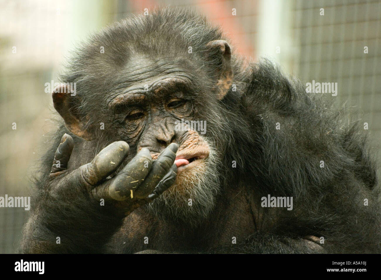 Gefangene Schimpansen Stockfoto