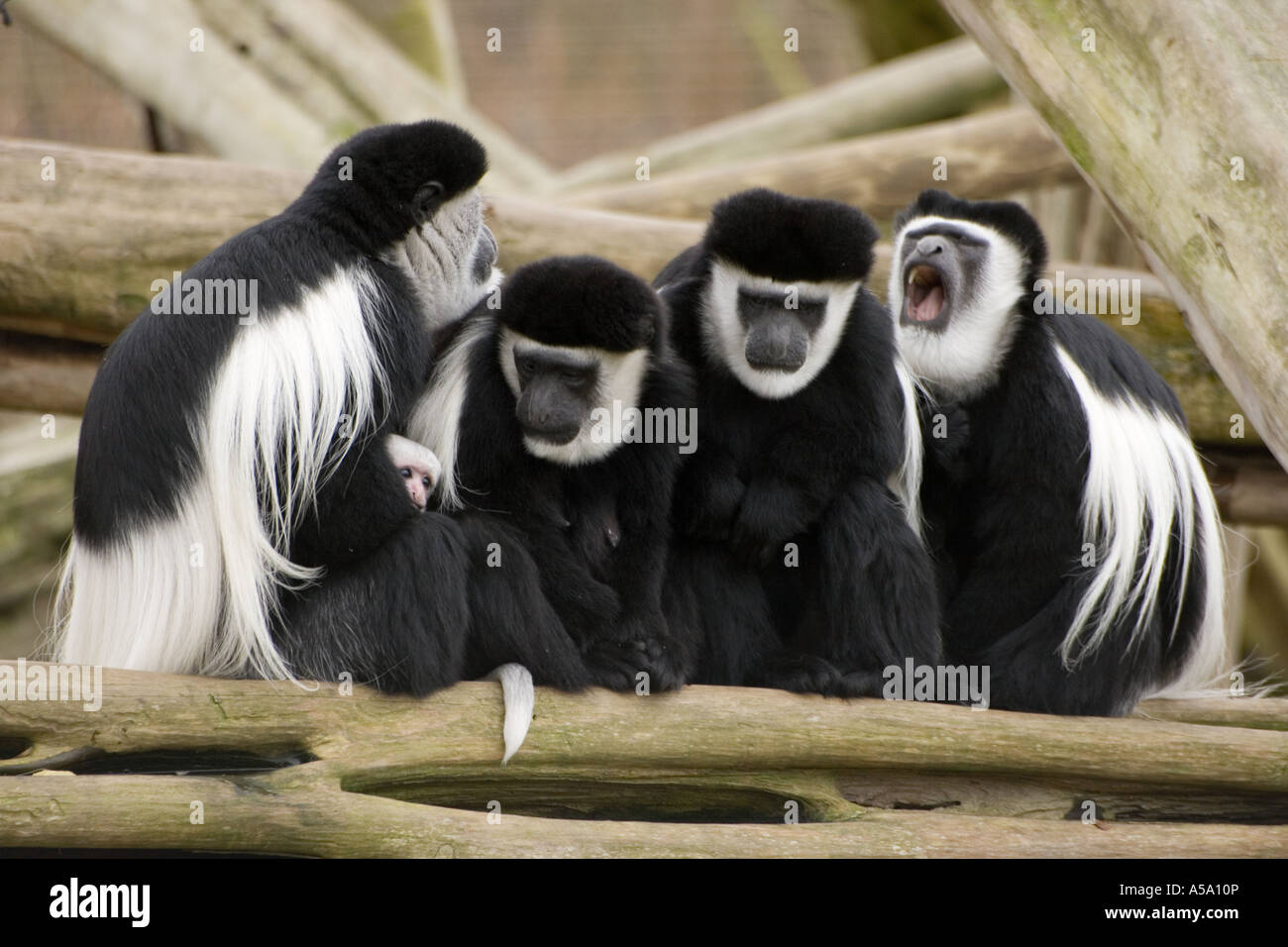 Black And White Colobus-Affen in einer Familiengruppe am Colchester zoo Stockfoto