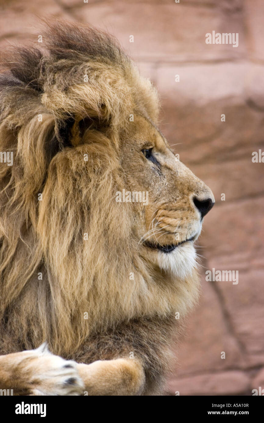 Ein Porträt eines Löwen (profile2) Stockfoto