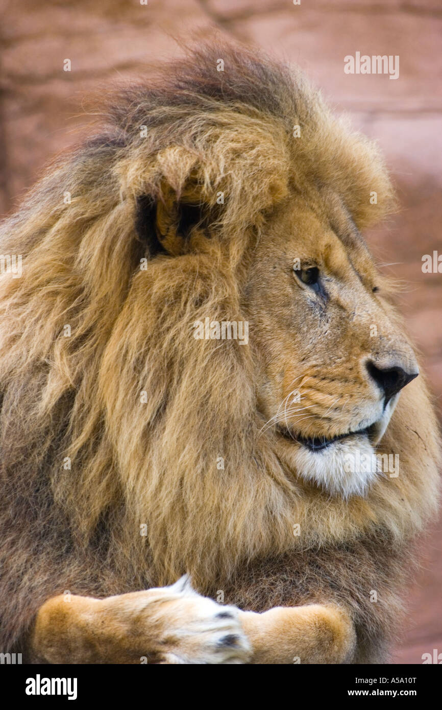 Ein Porträt eines Löwen (Profil) Stockfoto