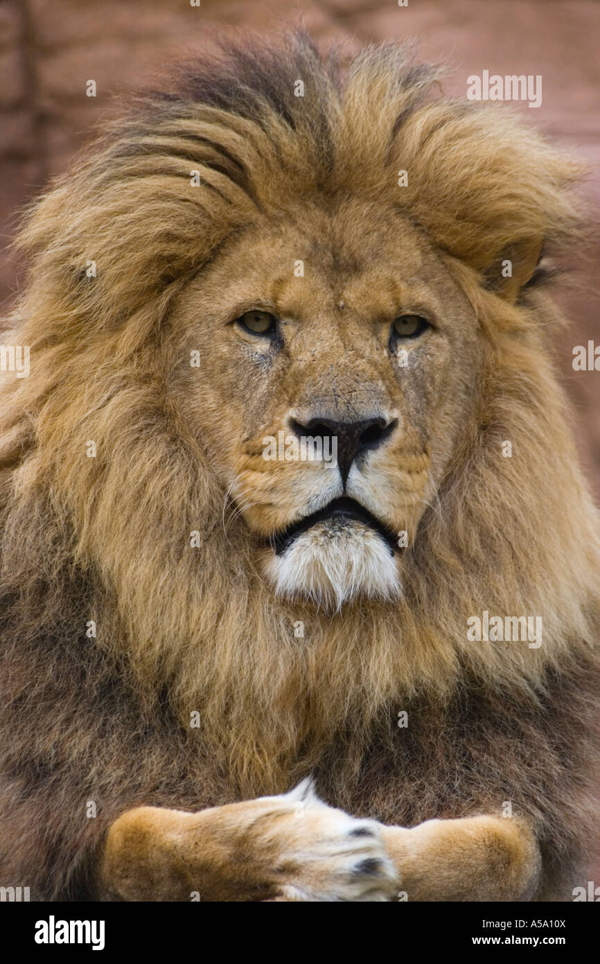 Ein Porträt eines Löwen Stockfoto