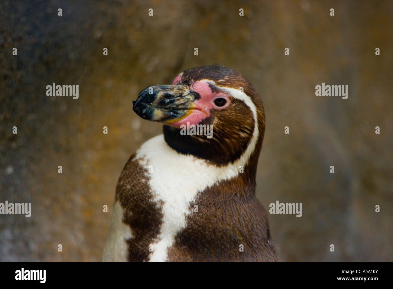 Ein Porträt von Kaiser-Pinguin Stockfoto