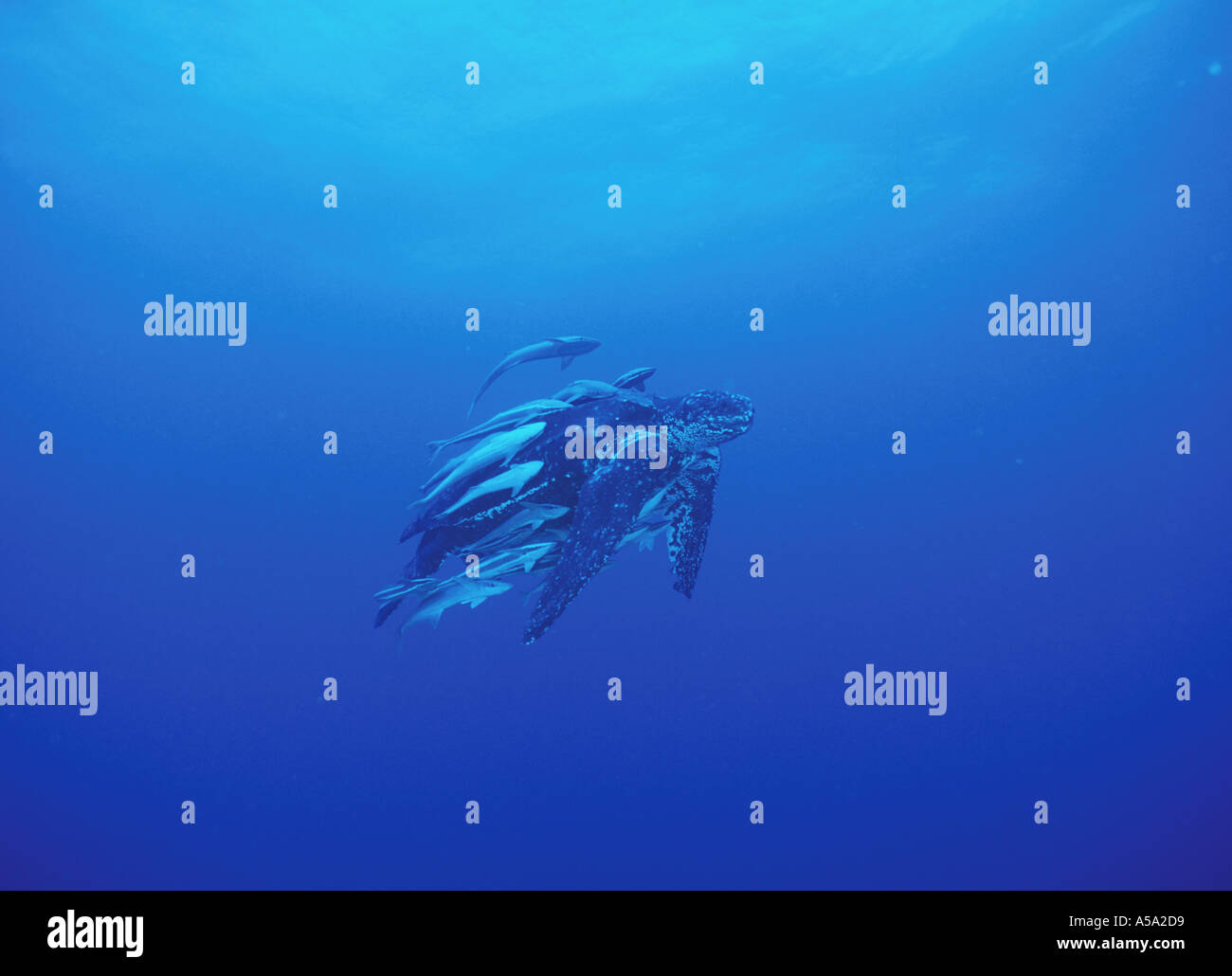 Lederschildkröte Dermochelys Coriacea schwimmt Offshore-Jupiter, Florida Stockfoto