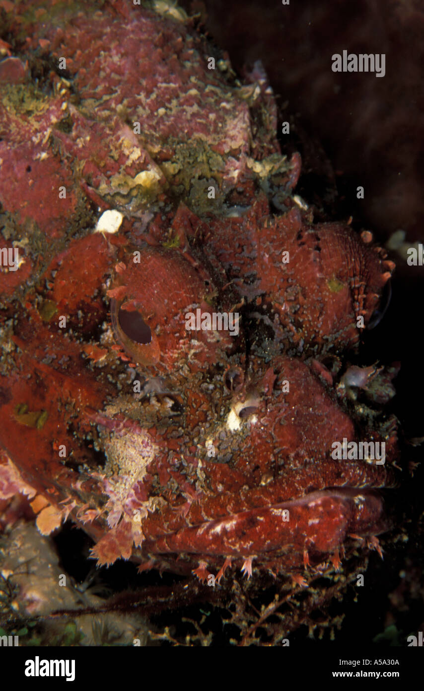 Gefleckte Scorpionfish Scorpaena plumieri Stockfoto