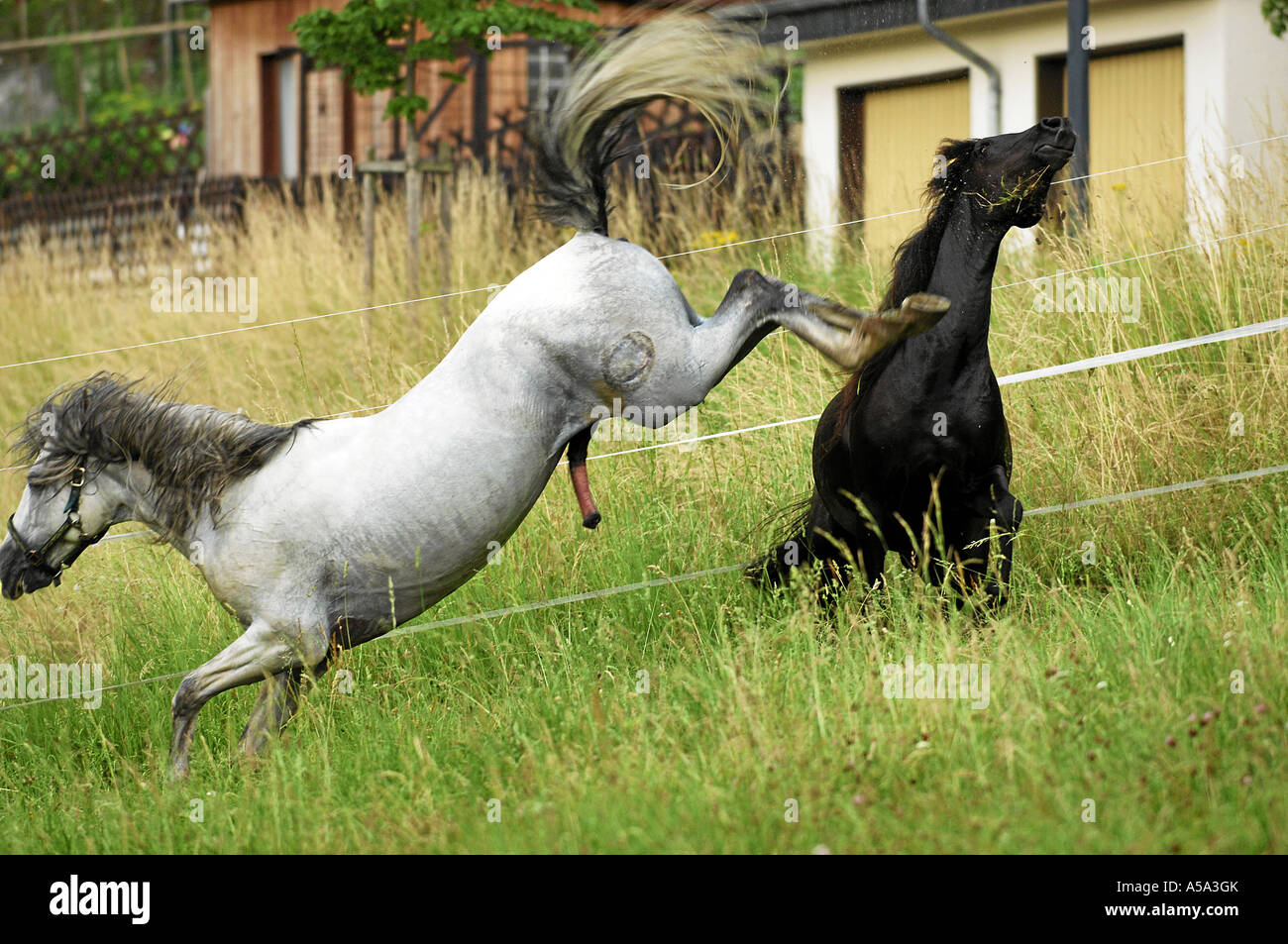 Pre Hengst Und Partbreed Andalusier X araber Stute Freies decken  Stockfotografie - Alamy