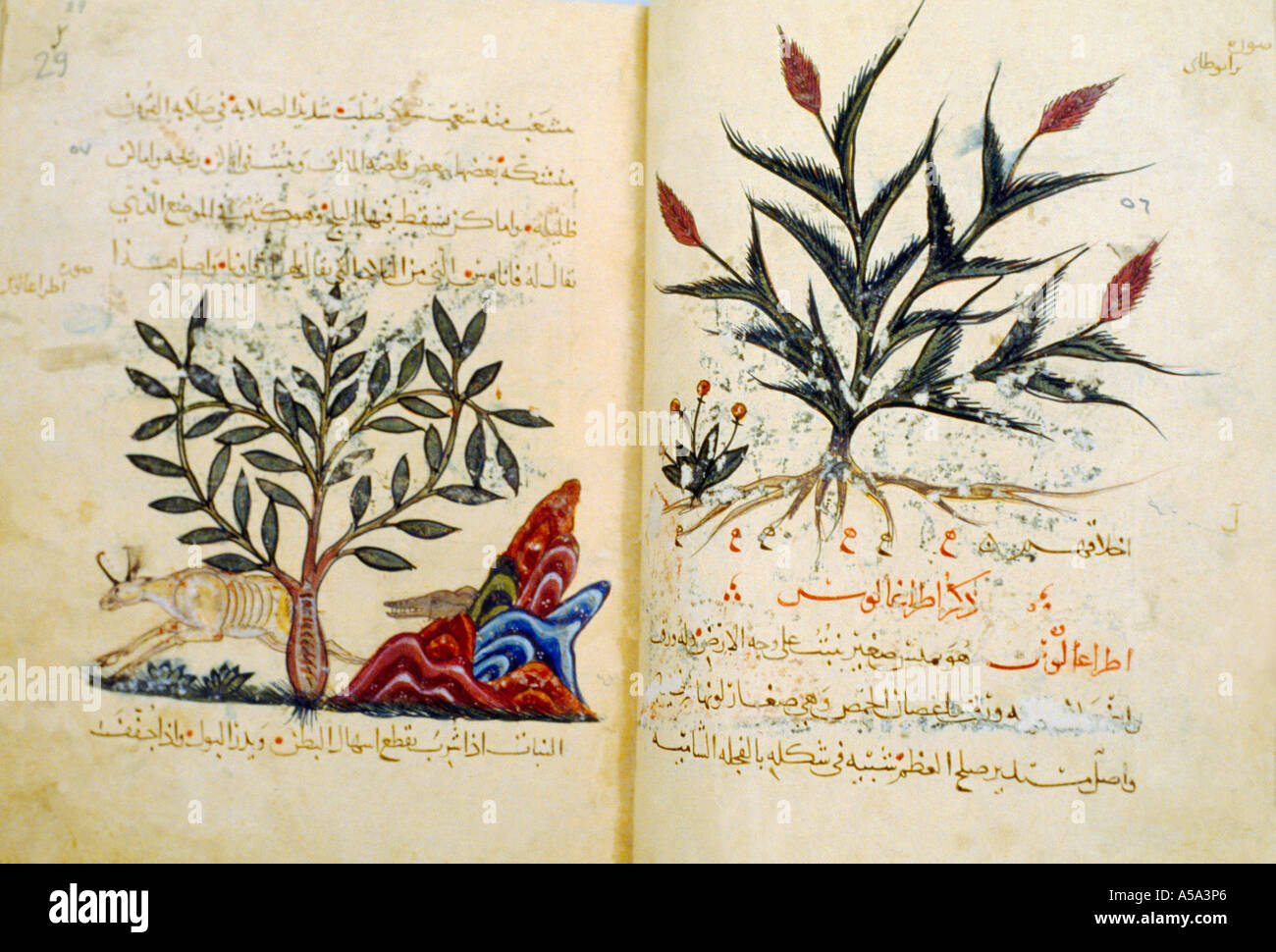 Istanbul Türkei Topkapi islamischen Manuskript Kräuter Stockfoto
