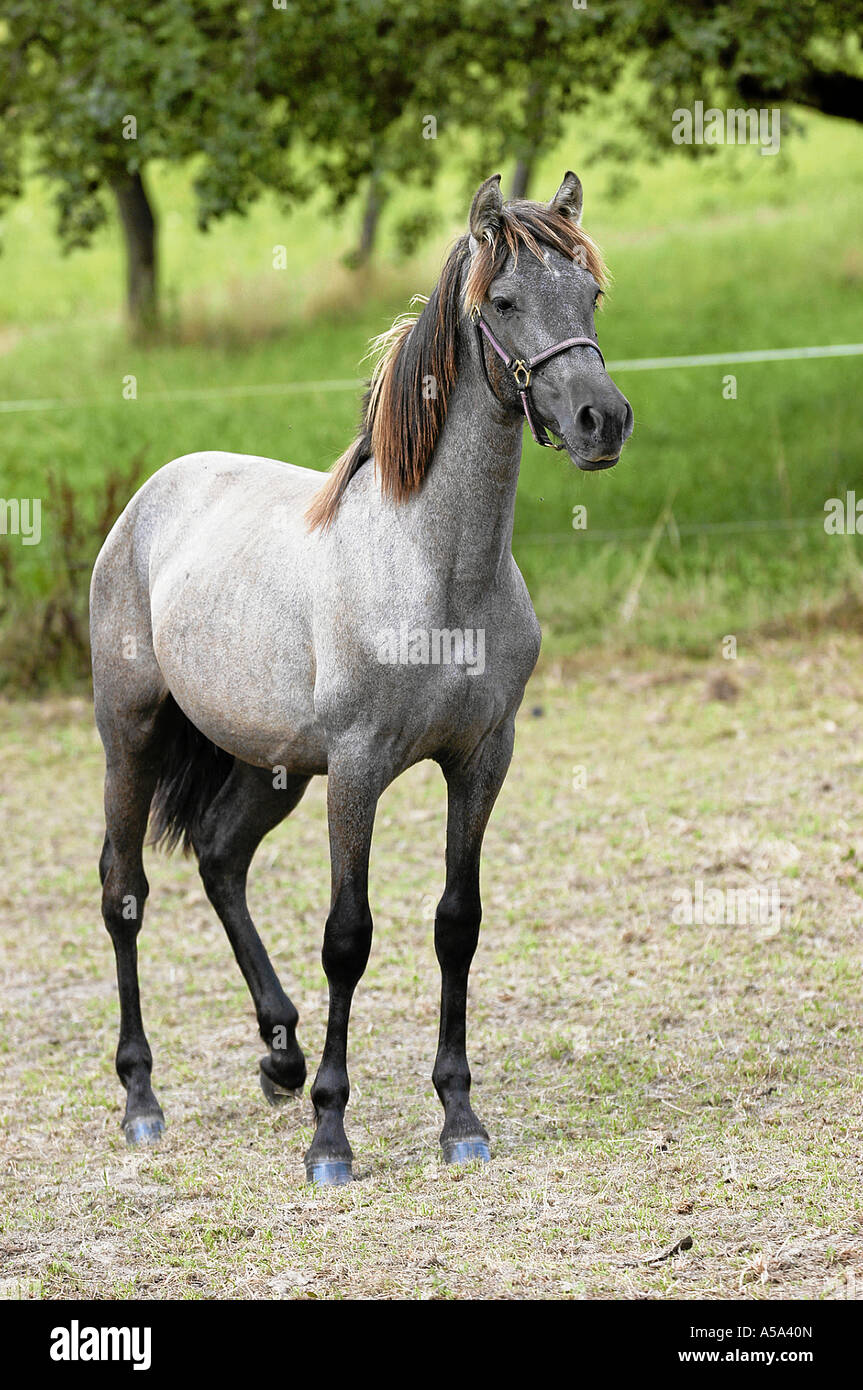 Pura Raza EspanolaAndalusier Andalusier Stockfotografie Alamy