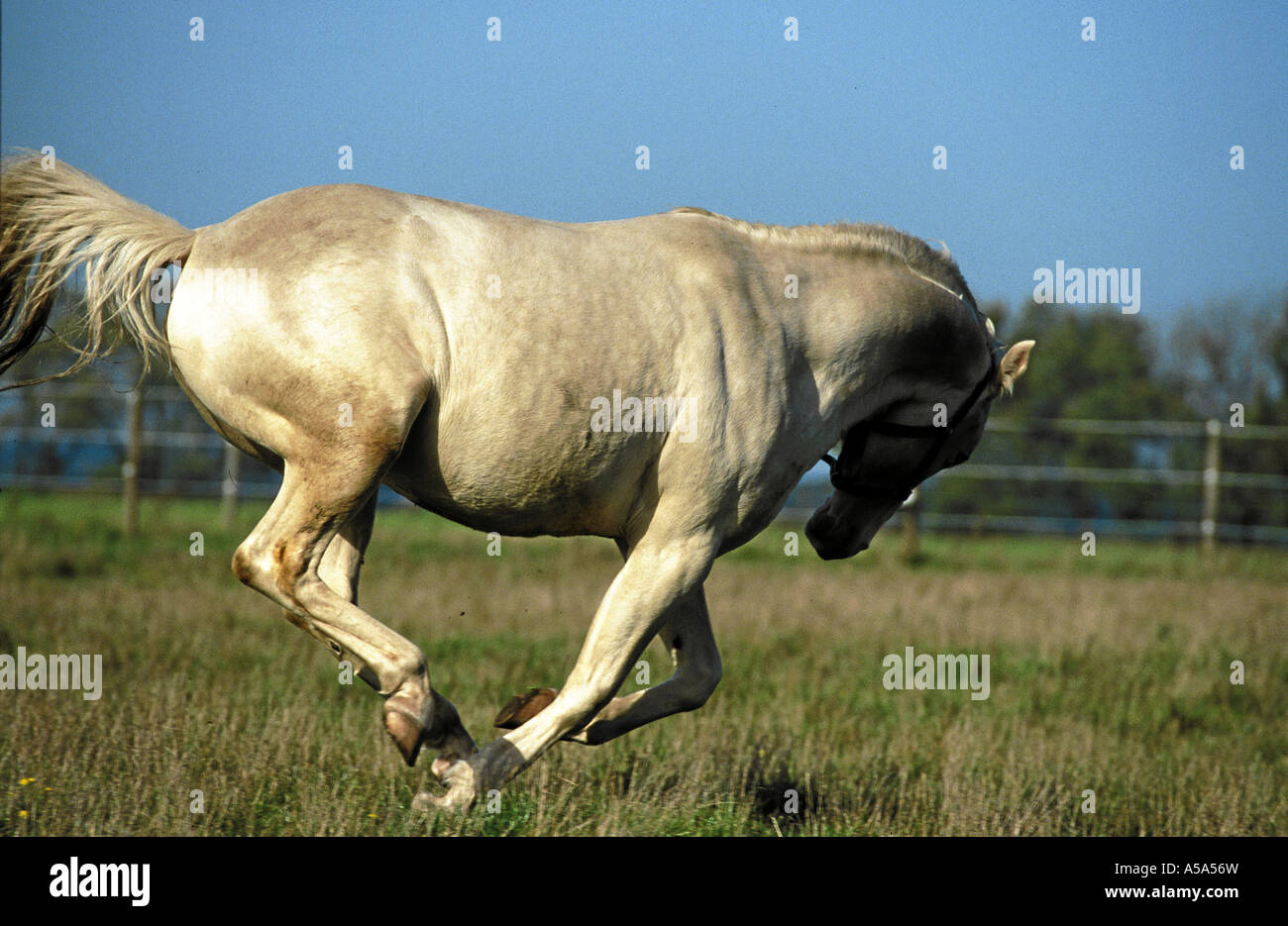 Azteca azteca azteka Fotos und Bildmaterial in hoher Auflösung Alamy
