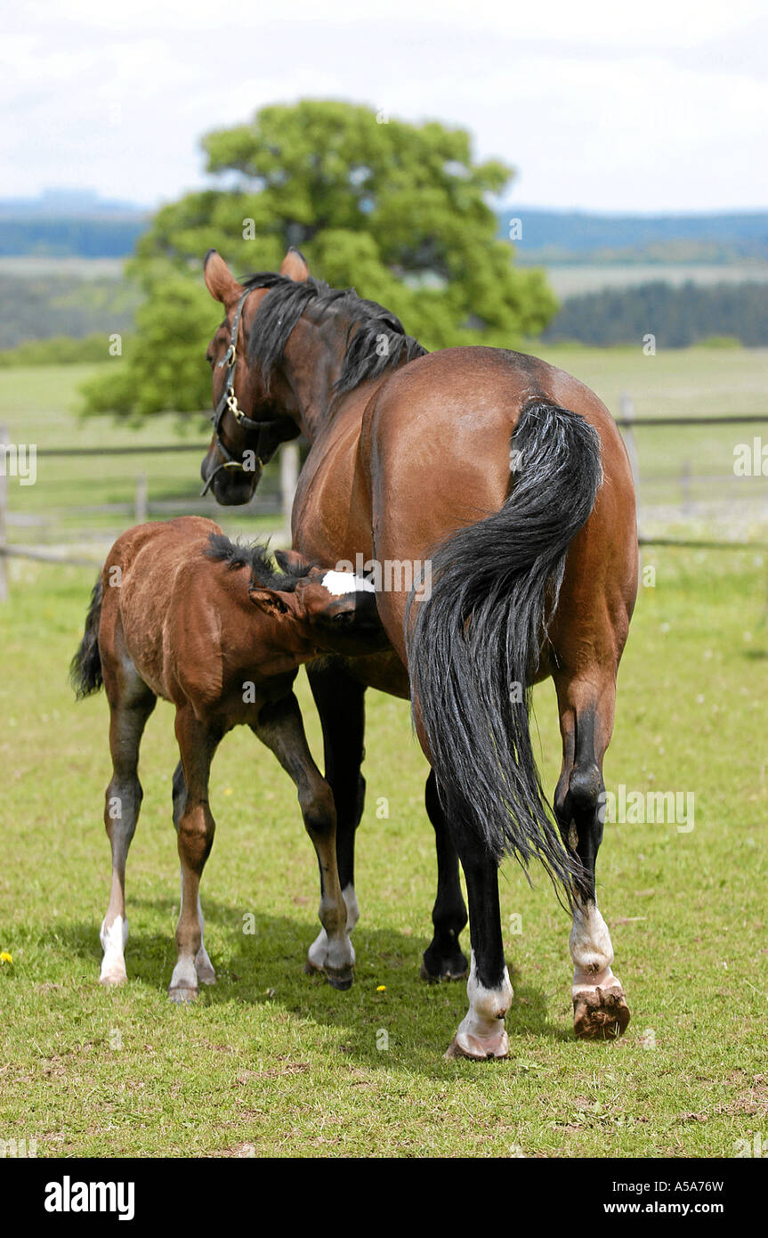 Deutsches Warmblut Stute Mit Fohlen Auf Weide Stockfoto