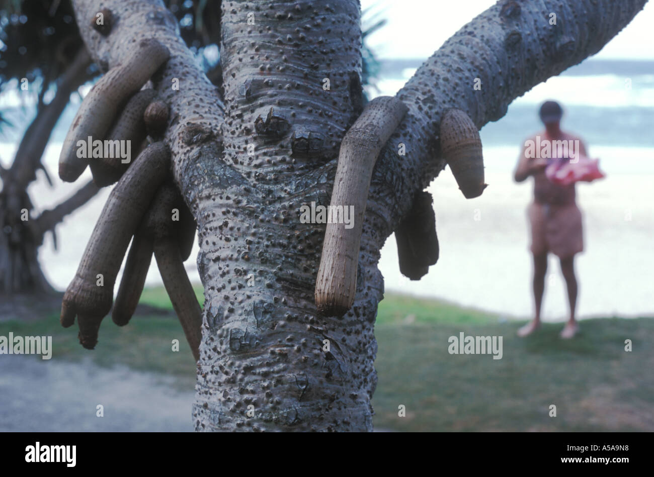 Pandanas Palm, Byron Bay, N.S.W, Australien Stockfoto