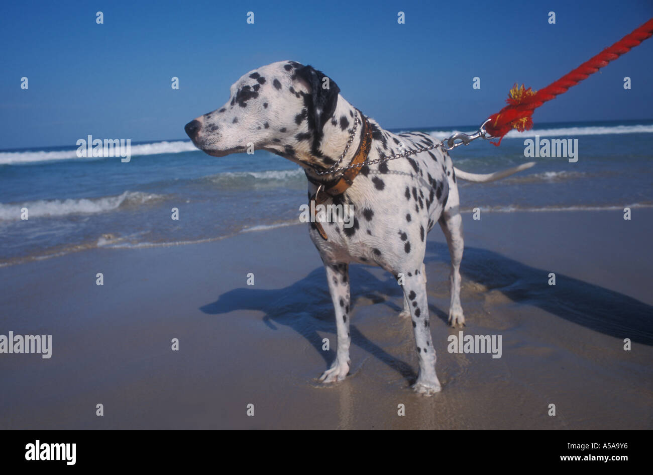Dalmatinischen an der Leine rot, New Brighton Beach, New South Wales, Australien Stockfoto