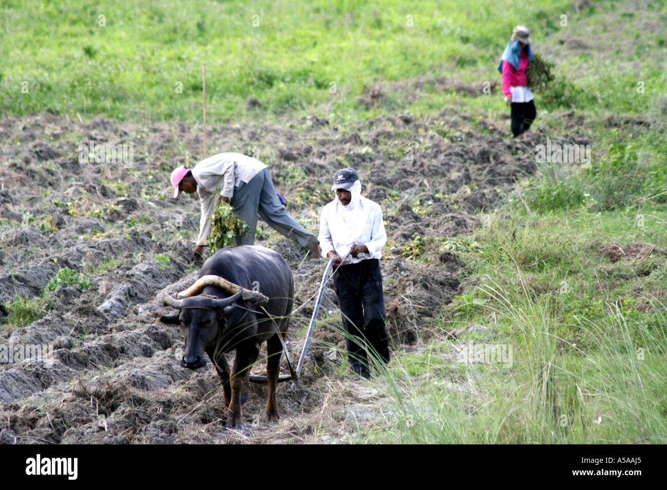 Landwirtschaft mit Wasserbüffel in der Nähe von Mount Pinatubo Kratersee, Vulkan, Insel Luzon, Philippinen Stockfoto