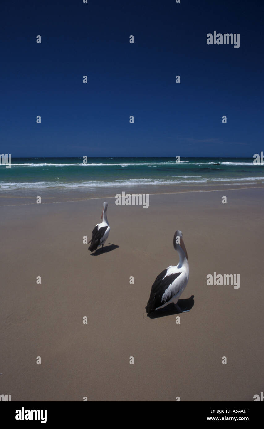 Pelikane am Strand, NSW, Australien Stockfoto