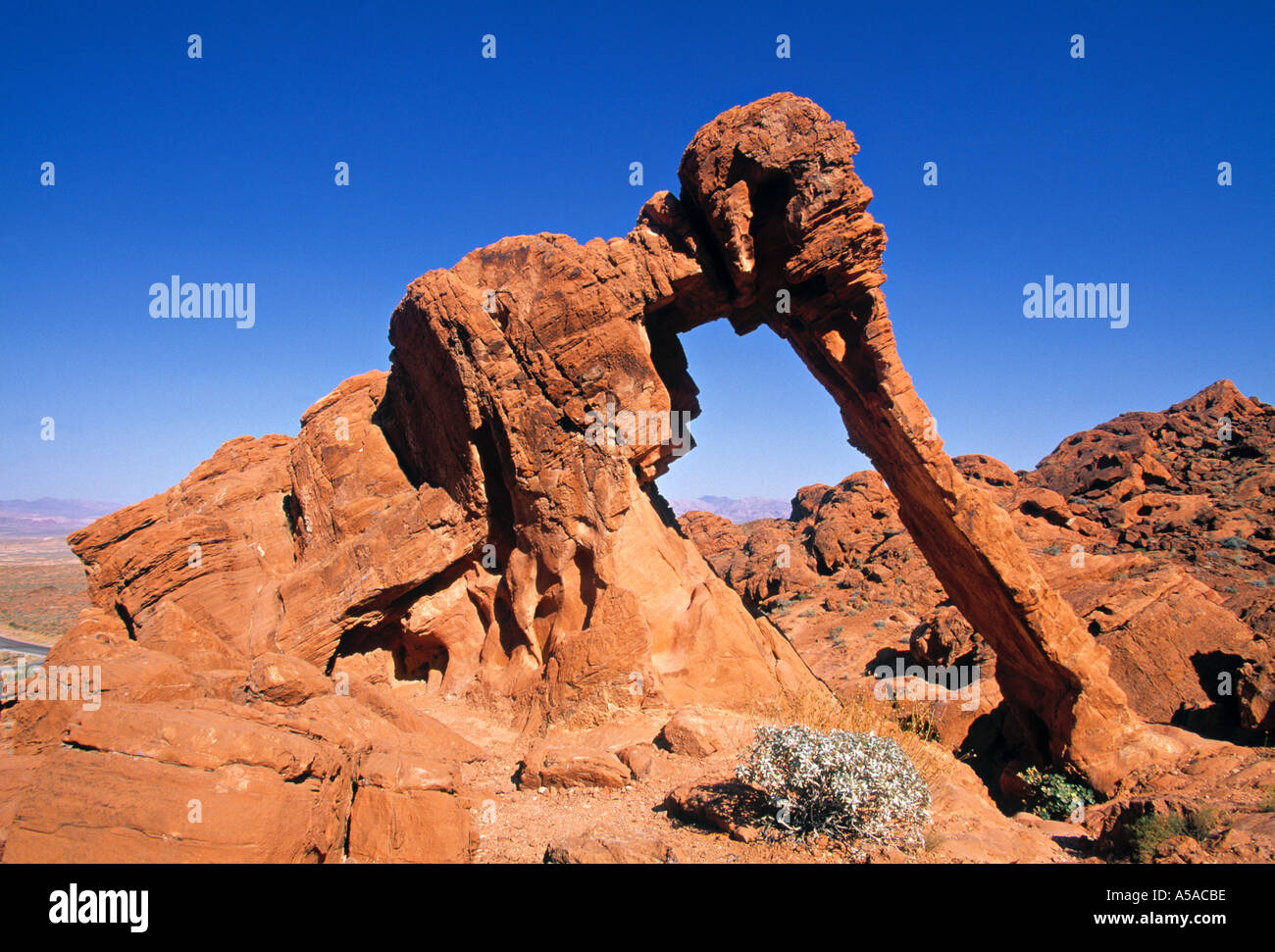 Elephant Rock, Valley of Fire, Nevada, USA Stockfoto