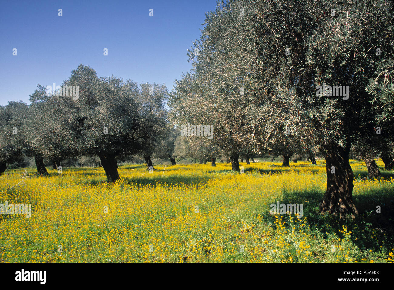 Olive Grove, Mt. Carmel, Israel Stockfoto